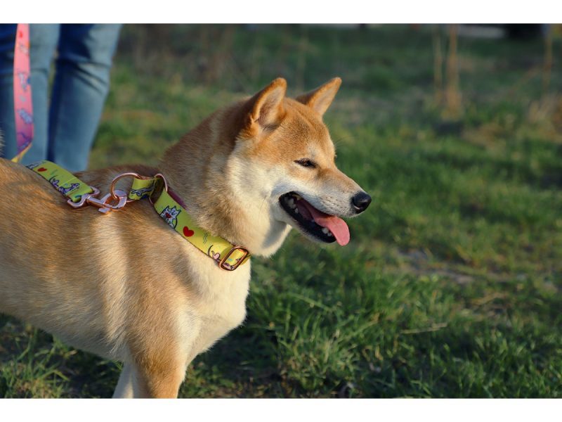 dog-collars-14107