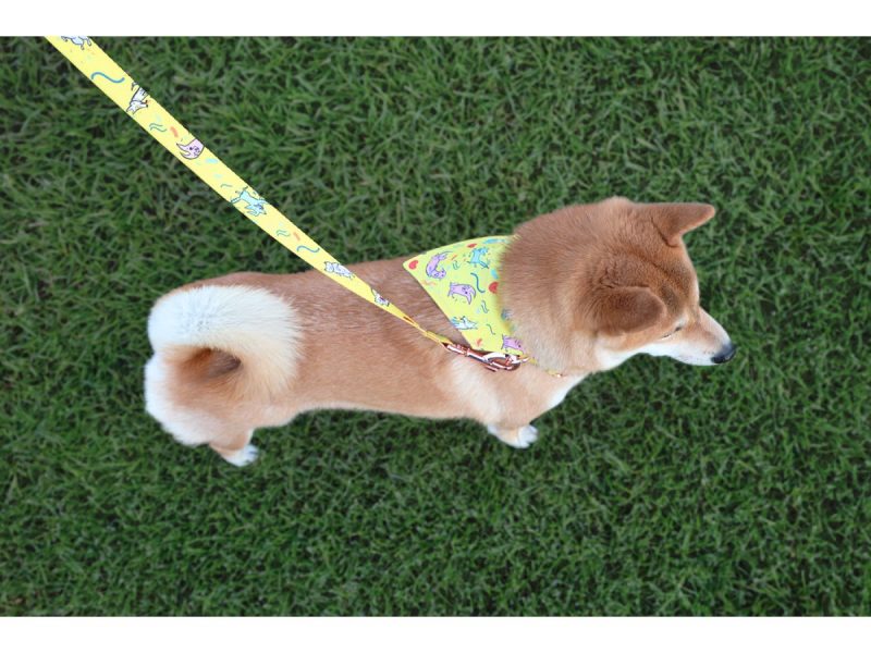 dogs-collar-with-print-14136